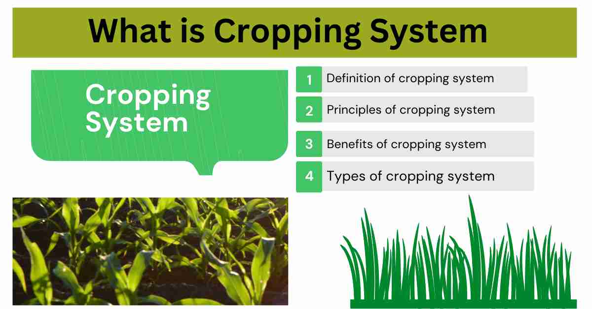 Crop Rotation – Center for Regenerative Agriculture and Resilient