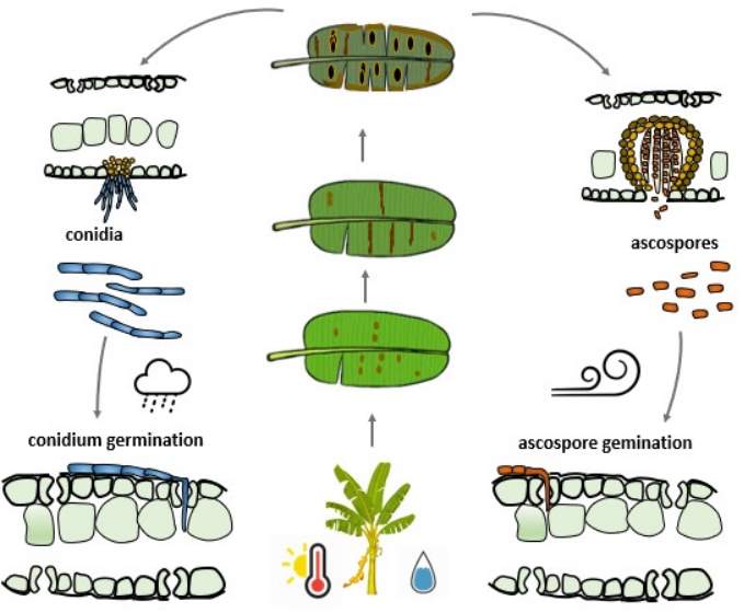 Life cycle of Sigatoka disease of Banana