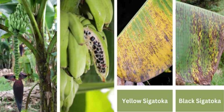 Sigatoka Disease Of Banana: Symptoms, Cycle And Management