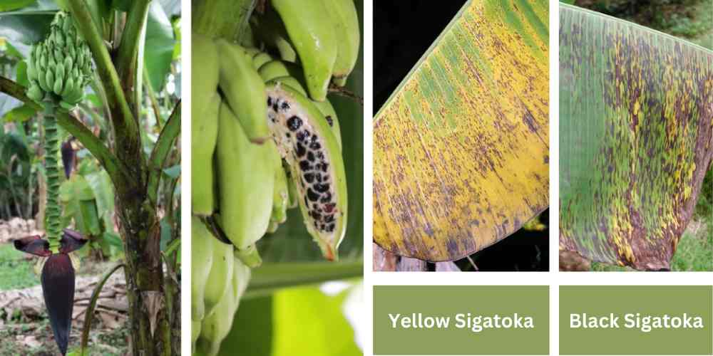 Sigatoka disease of Banana symptoms