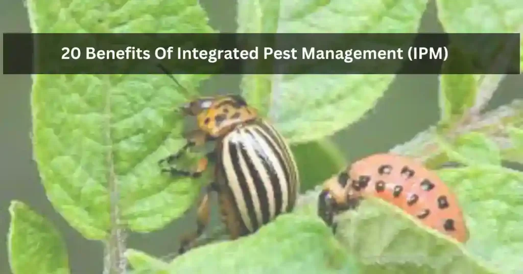Benefits Of Integrated Pest Management (IPM)