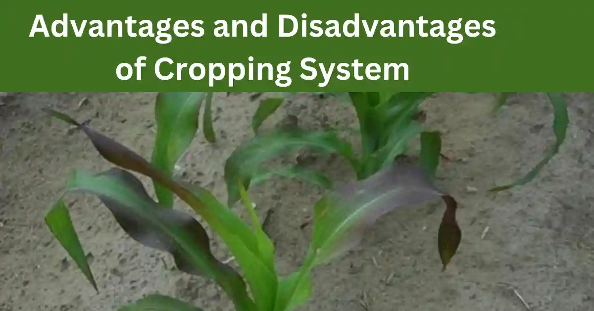 advantages of cropping system