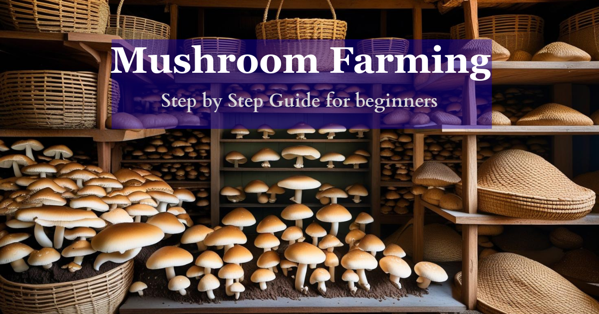 Oyster mushroom farming at home in India step by step